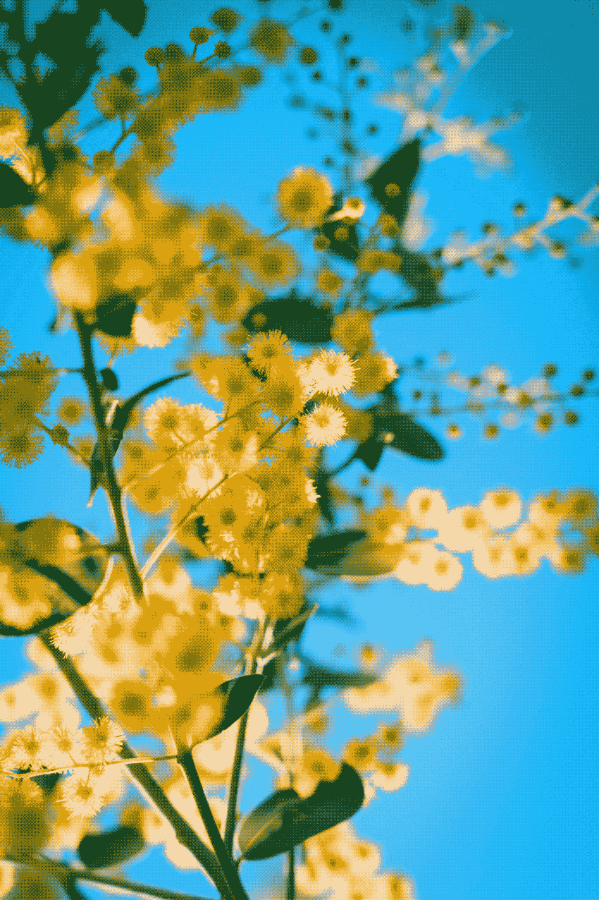 Wattle Background